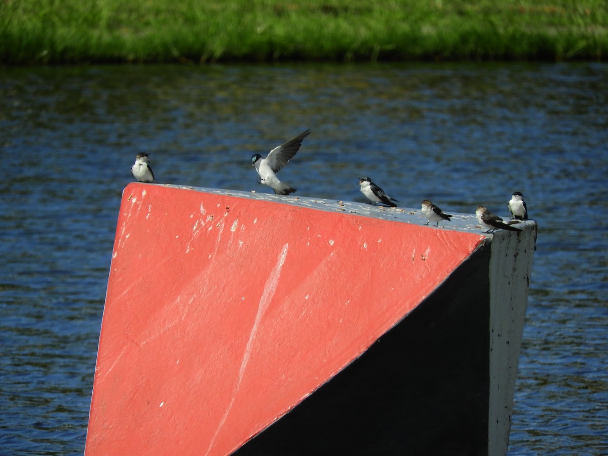 Hirondelle à ailes blanches - ML526213801