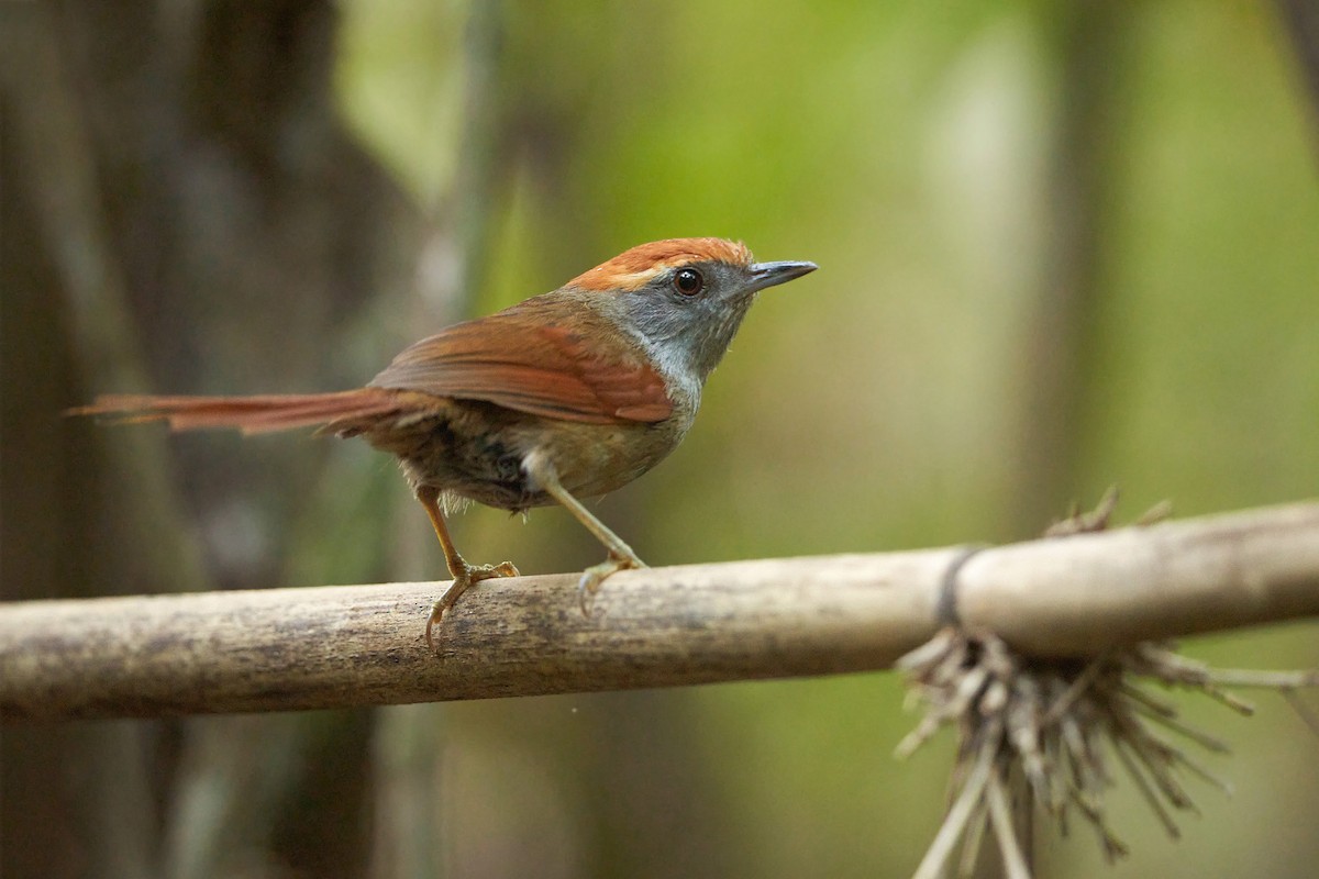 Rufous-capped Spinetail - ML526214861