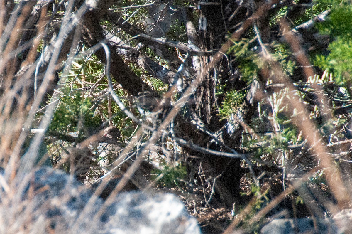 Common Ground Dove - ML526215571