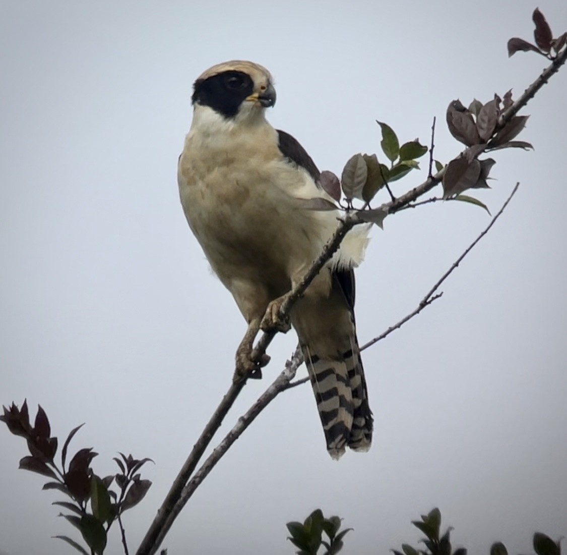 Laughing Falcon - ML526215841