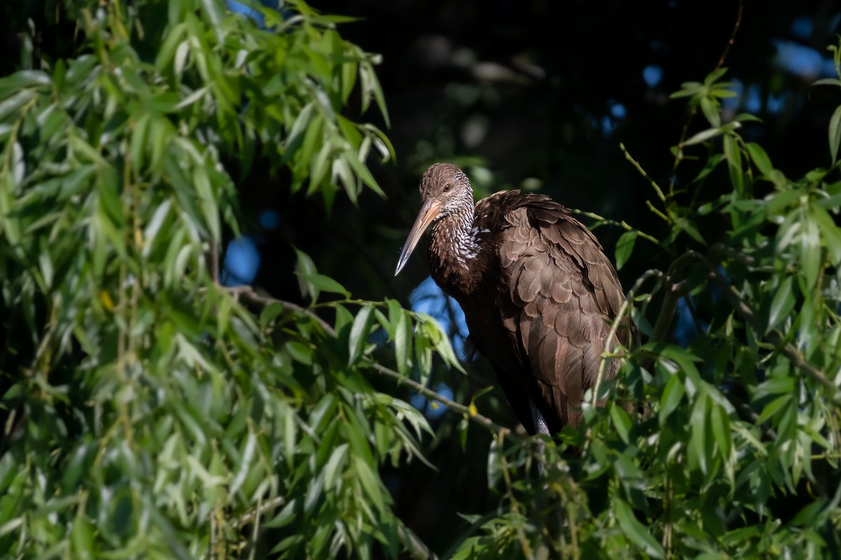 Limpkin - ML526216531