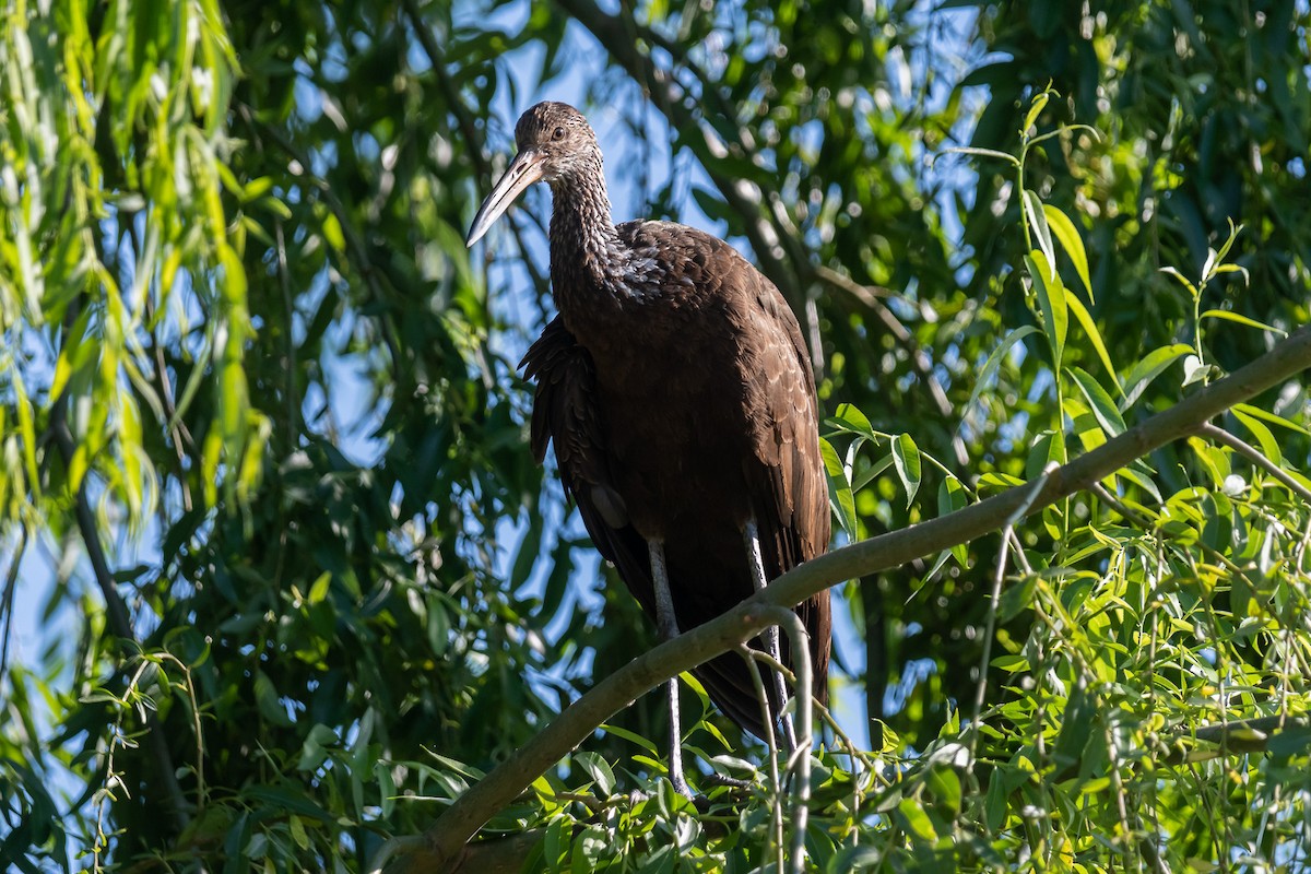 Limpkin - ML526216541