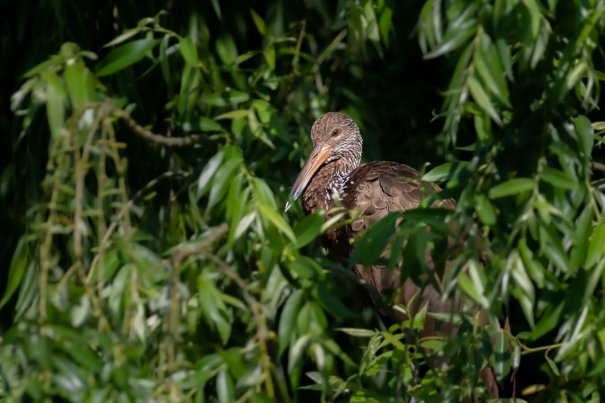 Limpkin - ML526216561