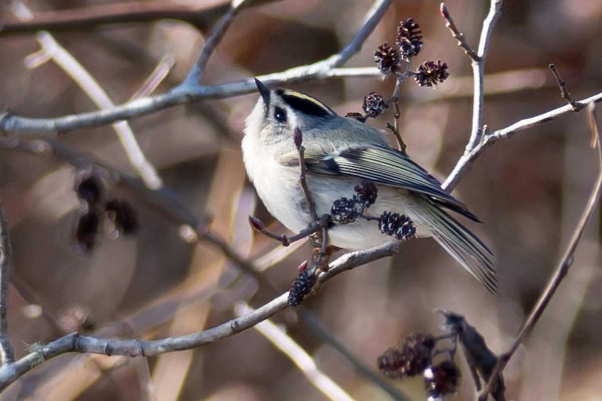 Golden-crowned Kinglet - John Carter