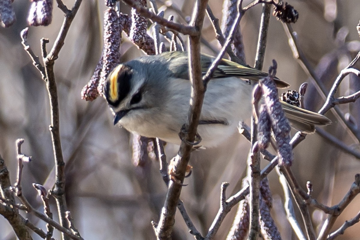 Roitelet à couronne dorée - ML526219251