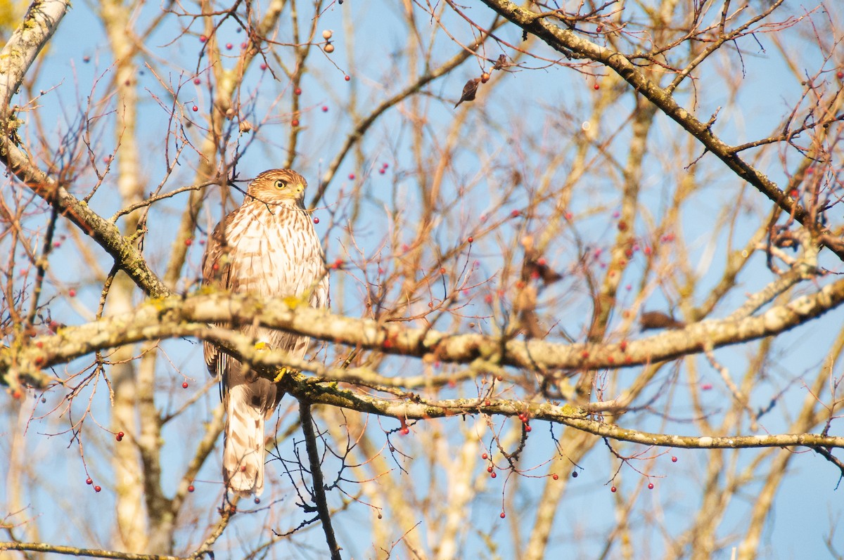 Cooper's Hawk - ML526219321