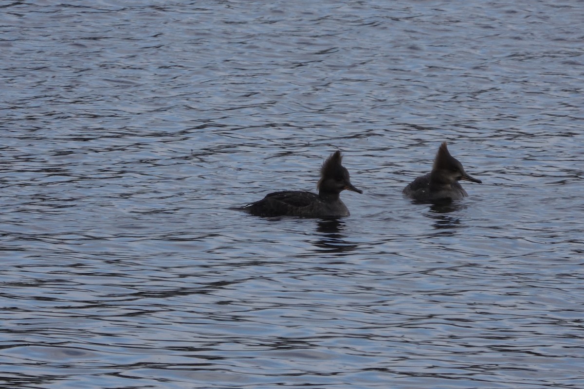 Hooded Merganser - ML526220131