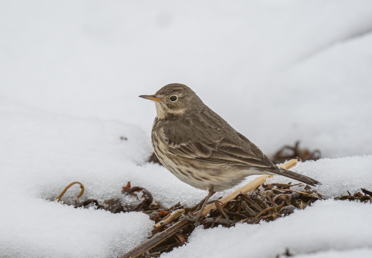 American Pipit - Ronnie d'Entremont