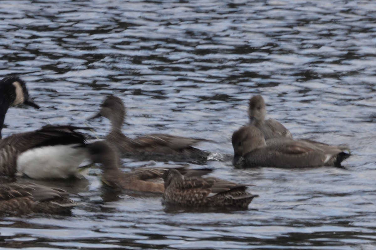 Gadwall - ML526220651