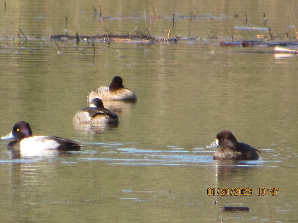 Lesser Scaup - ML526220741