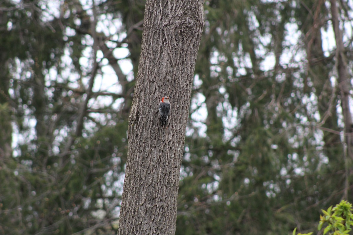 Red-bellied Woodpecker - ML526221741