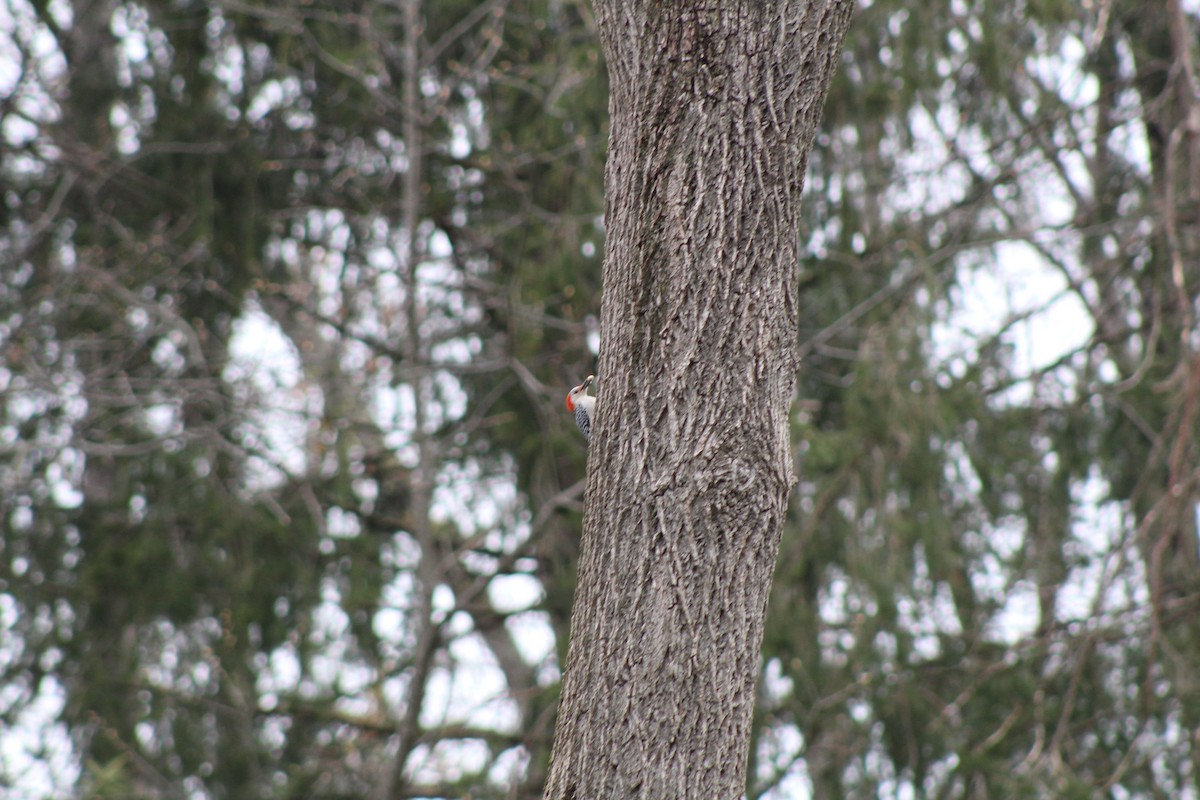 Red-bellied Woodpecker - ML526221751