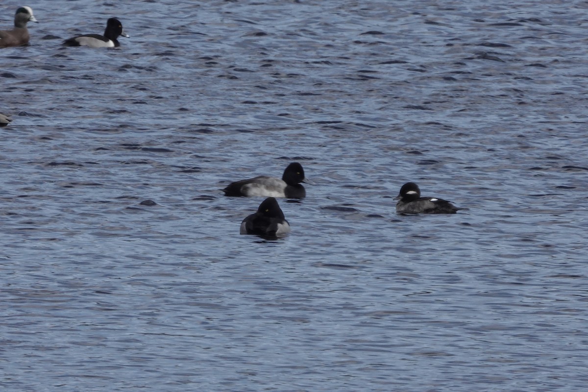 Lesser Scaup - ML526222001