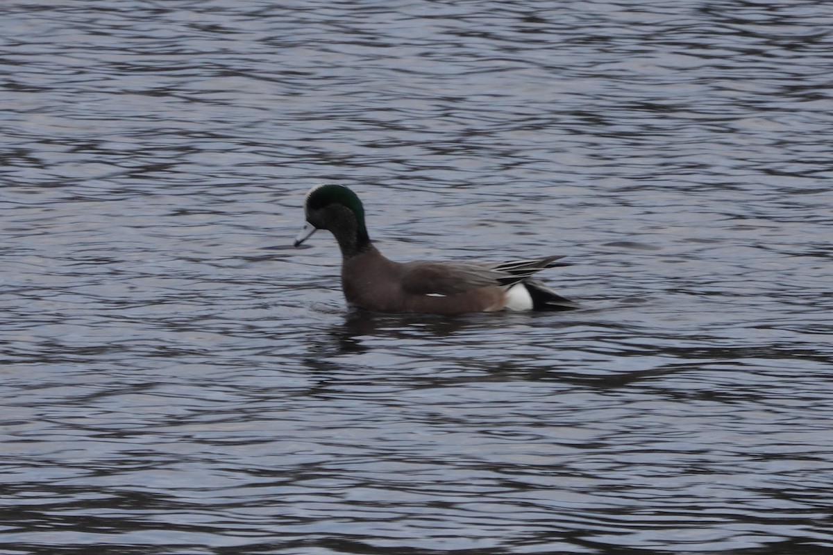 Canard d'Amérique - ML526223011