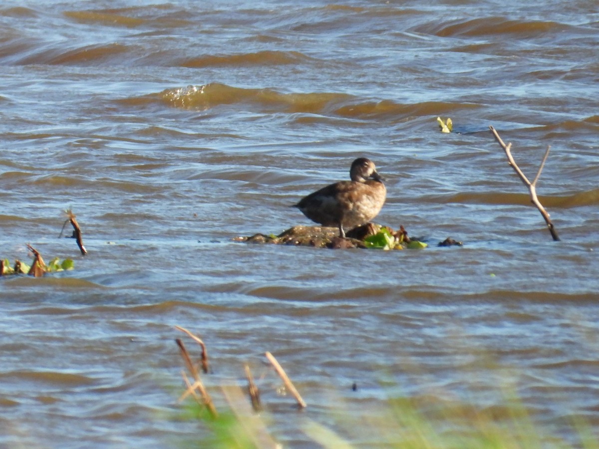 Ring-necked Duck - ML526223591