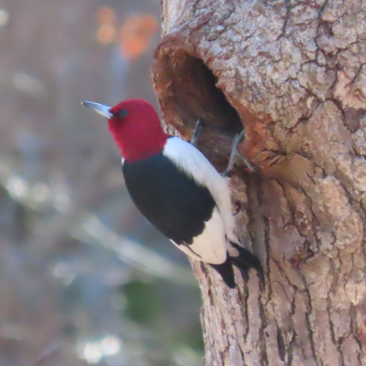 Red-headed Woodpecker - Vicki Nebes