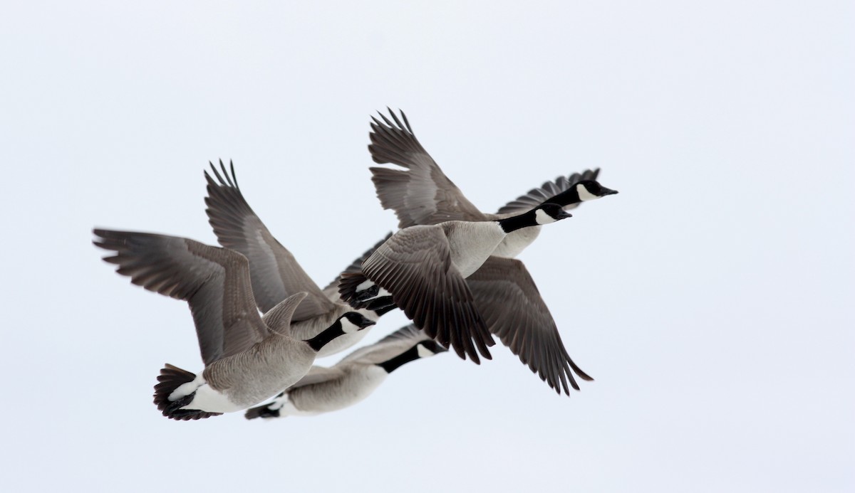 Cackling Goose - ML52622721