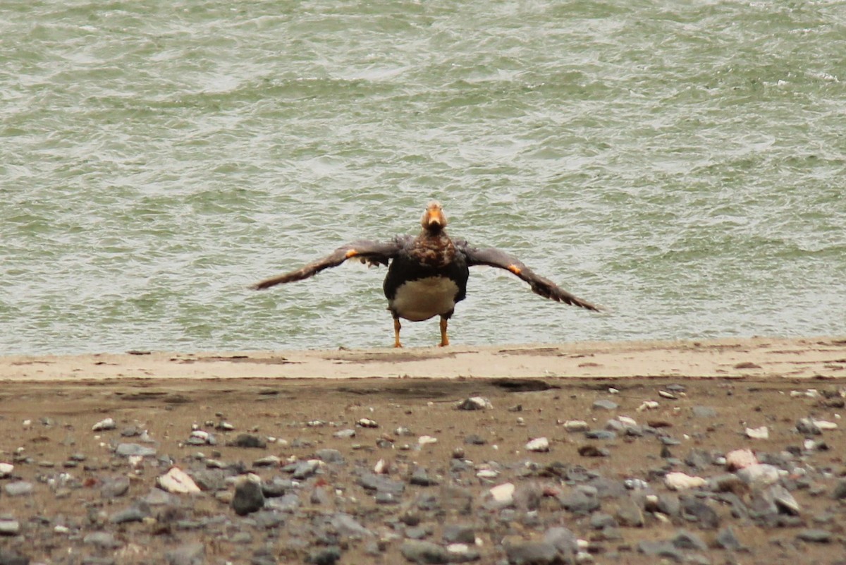 Flying Steamer-Duck - ML526228541