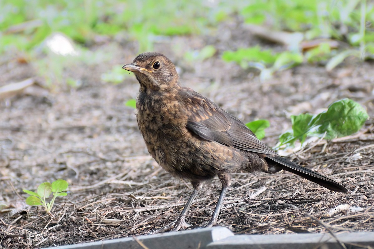 Eurasian Blackbird - Ken Tay