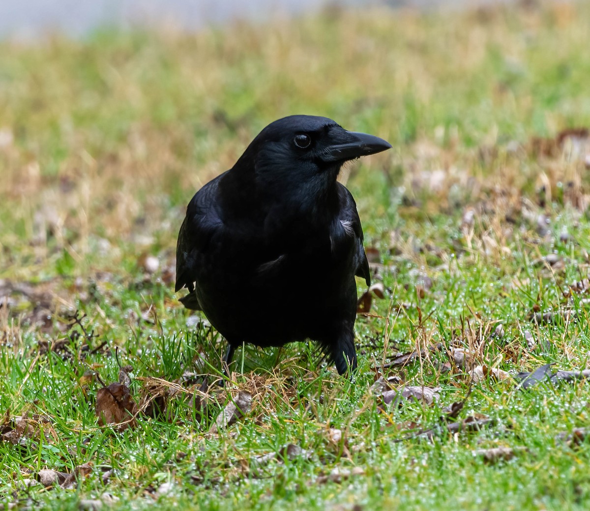 American Crow - ML526230151