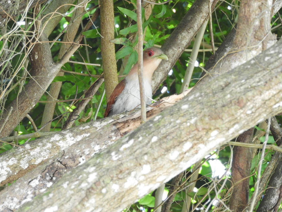 Squirrel Cuckoo - ML526231741