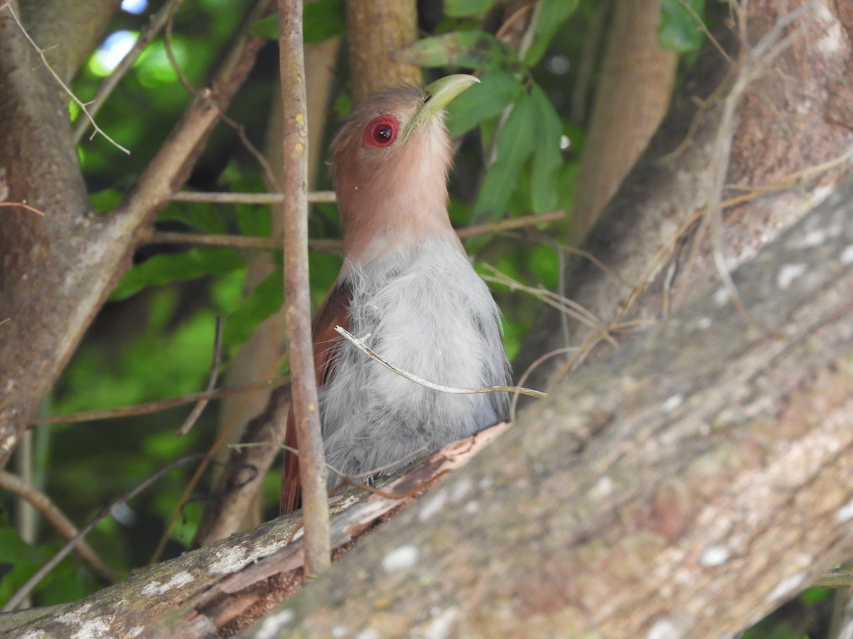 Squirrel Cuckoo - ML526231821