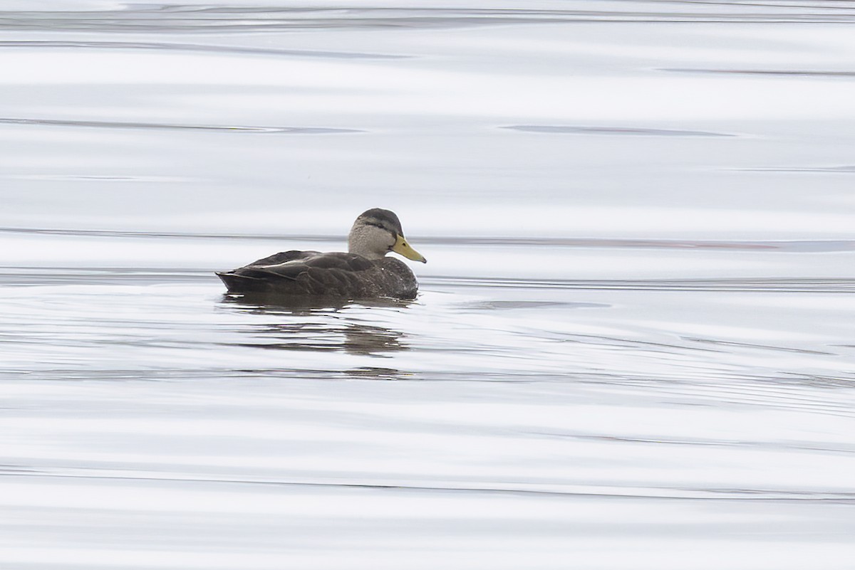 American Black Duck - Delfin Gonzalez