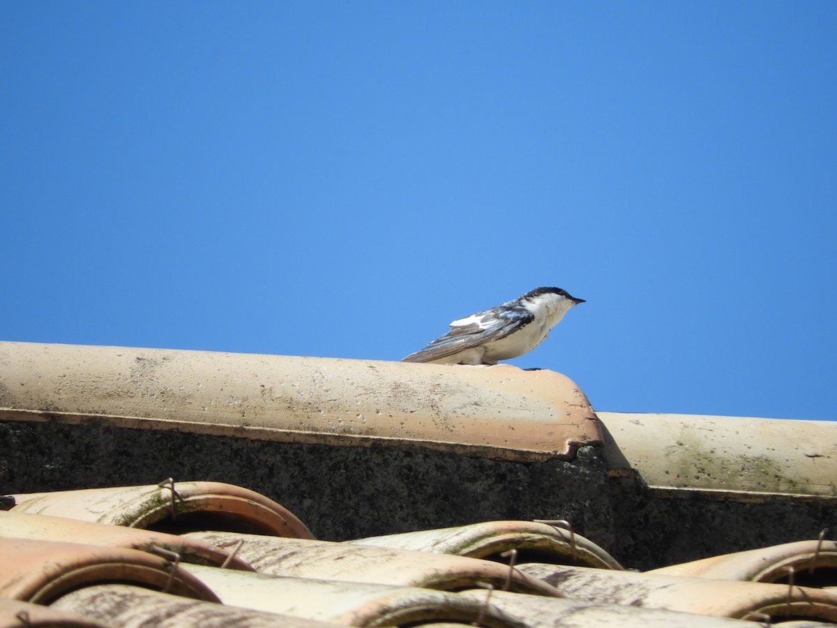 White-winged Swallow - Ana Verónica Arburúas