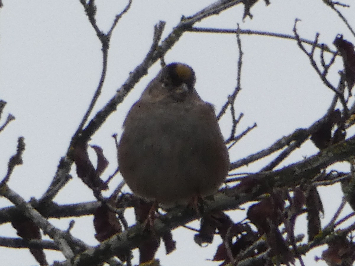 Golden-crowned Sparrow - Spencer Matley