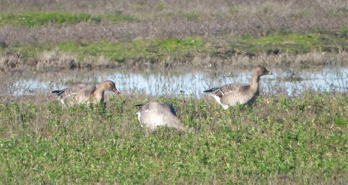 Tundra Bean-Goose - Víctor Coello Cámara