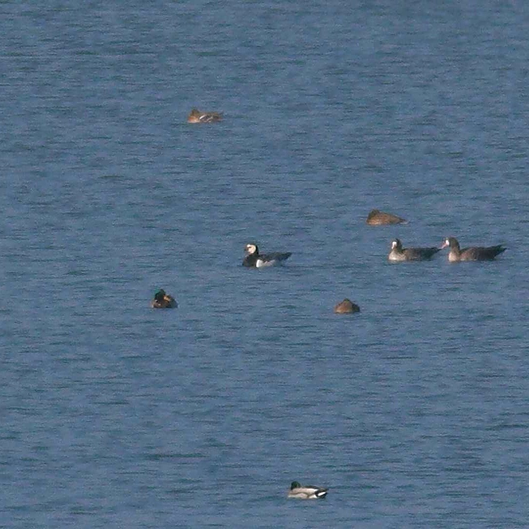 Barnacle Goose - ML526235001