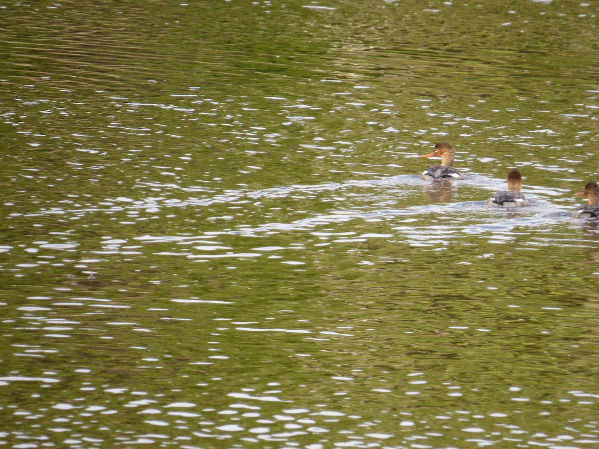 Red-breasted Merganser - ML526235461