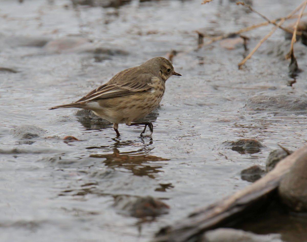 American Pipit - ML526236171