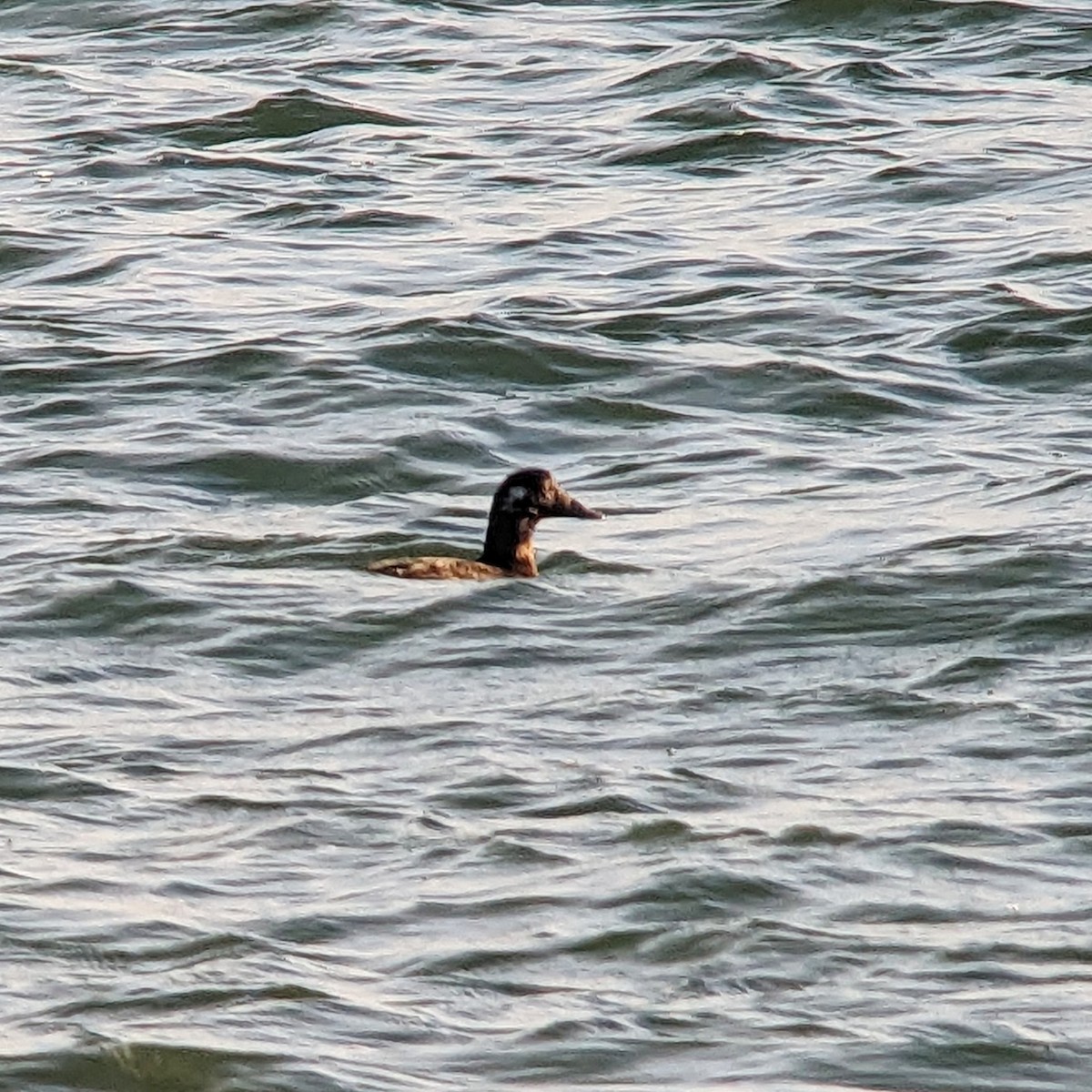 White-winged Scoter - ML526236231