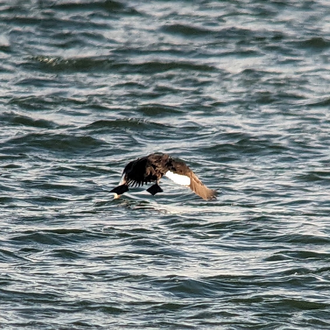 White-winged Scoter - Michael Hoit