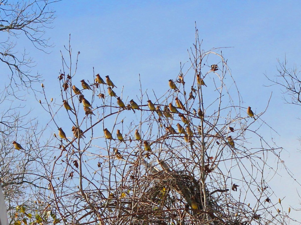 Cedar Waxwing - Colette Micallef