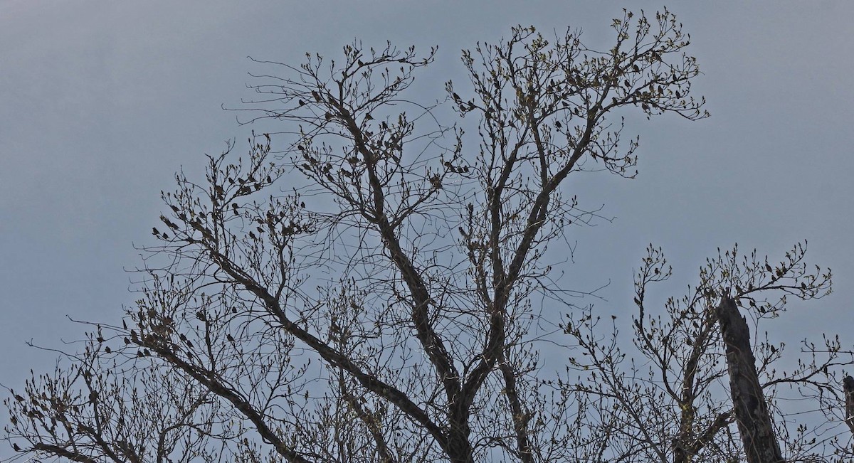 Cedar Waxwing - ML52623701