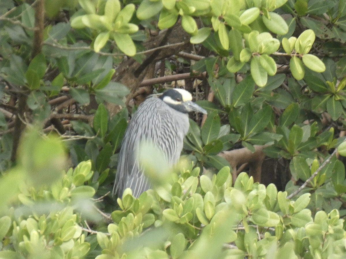 Yellow-crowned Night Heron - ML526237451