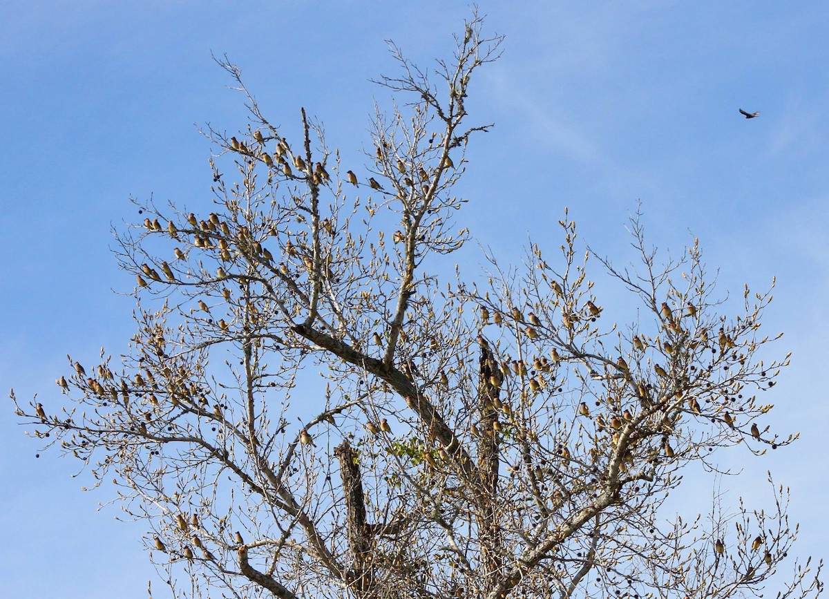 Cedar Waxwing - ML52623751