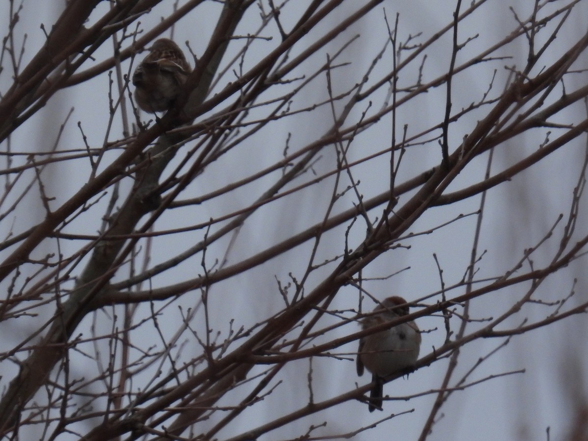 American Tree Sparrow - ML526239671