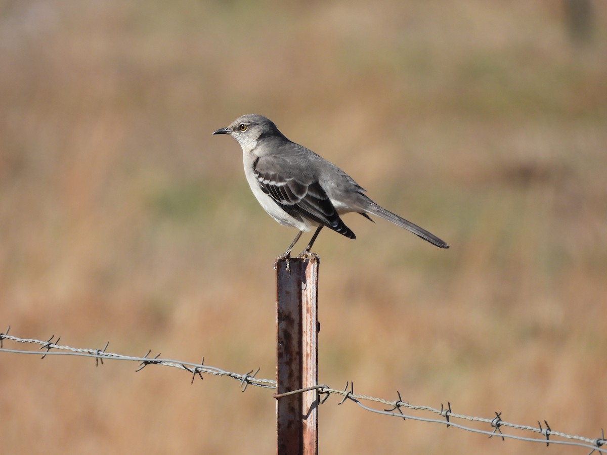 Northern Mockingbird - ML526240121