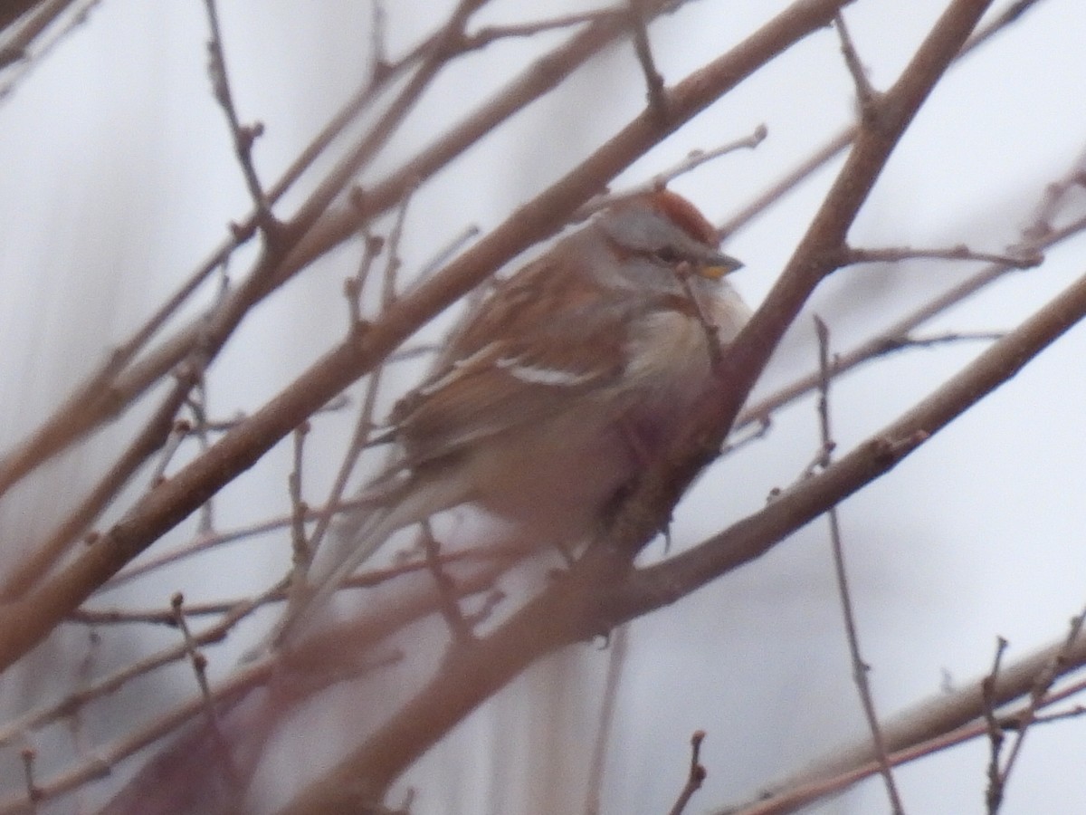 American Tree Sparrow - ML526240511