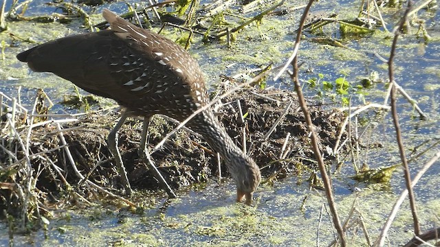 Limpkin - ML526240951