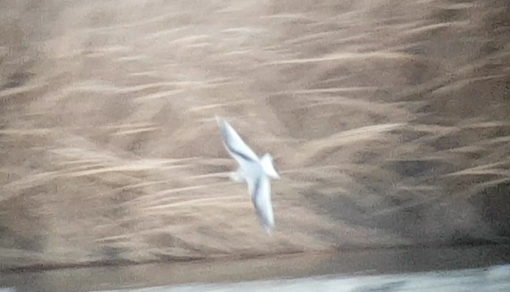 Black-legged Kittiwake - ML526240971