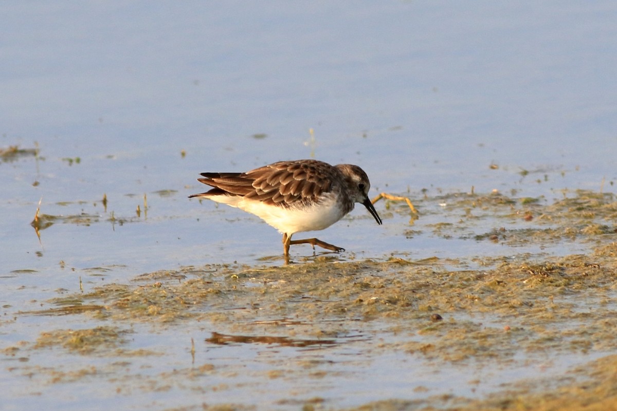 Least Sandpiper - ML526242391