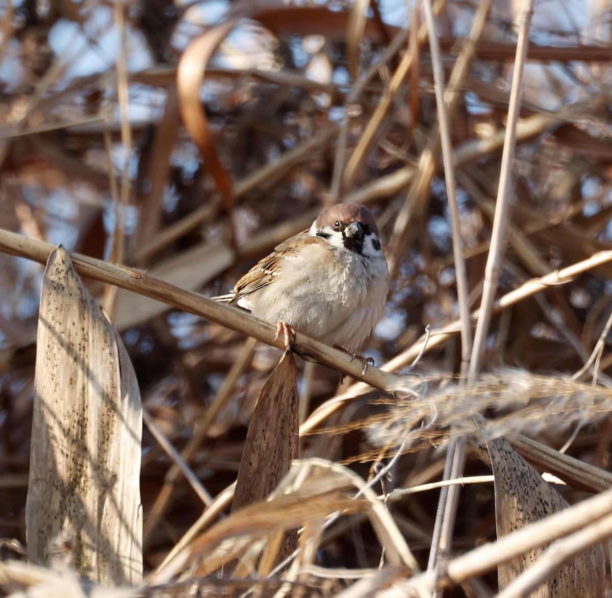 Eurasian Tree Sparrow - ML526242551