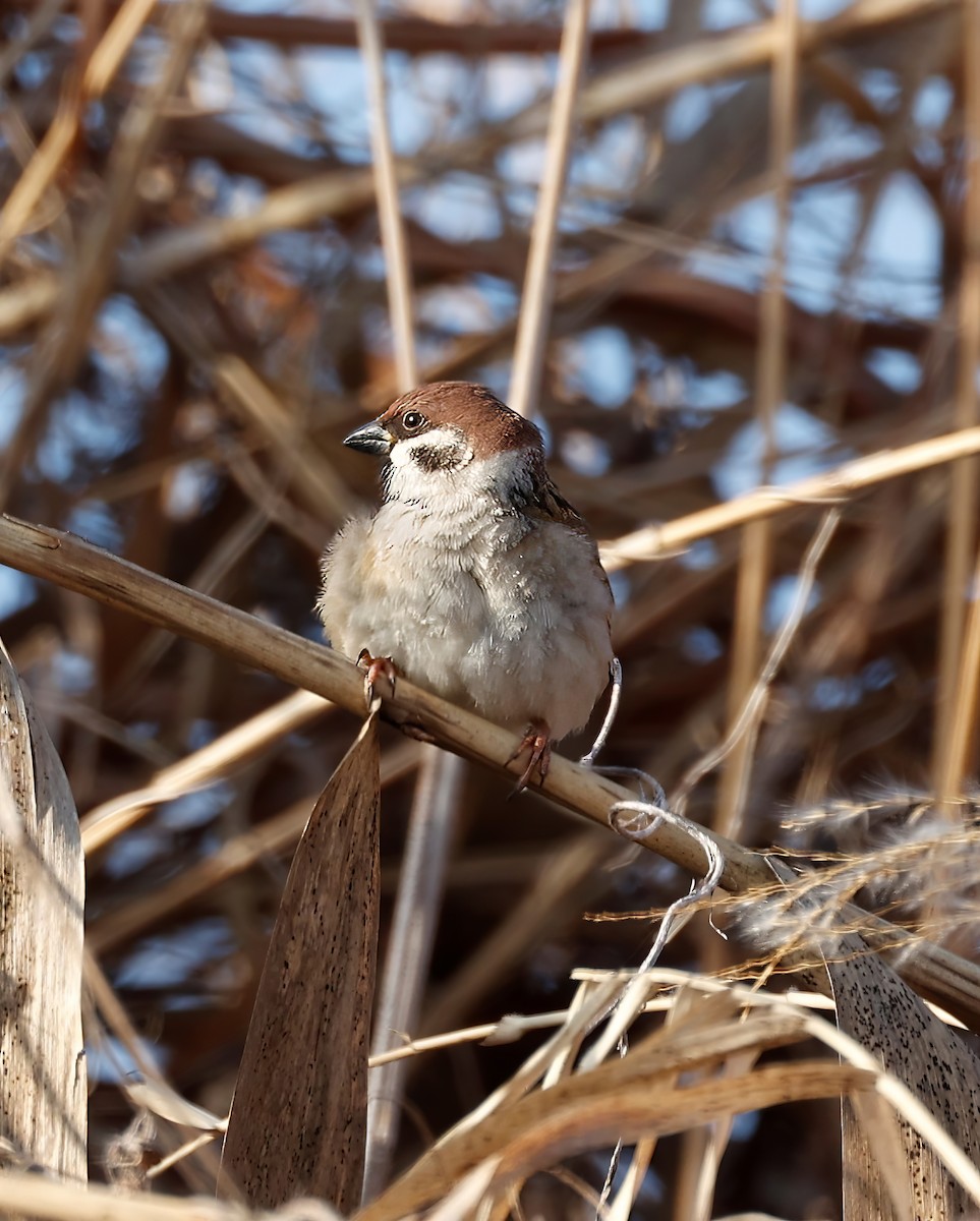 Eurasian Tree Sparrow - ML526242561