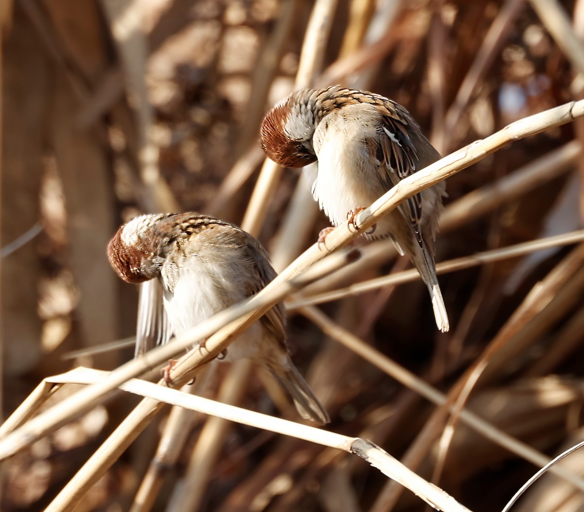 Eurasian Tree Sparrow - ML526242571