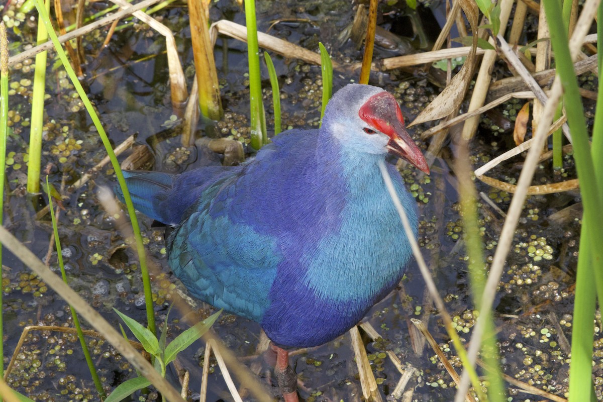 Gray-headed Swamphen - ML526243241