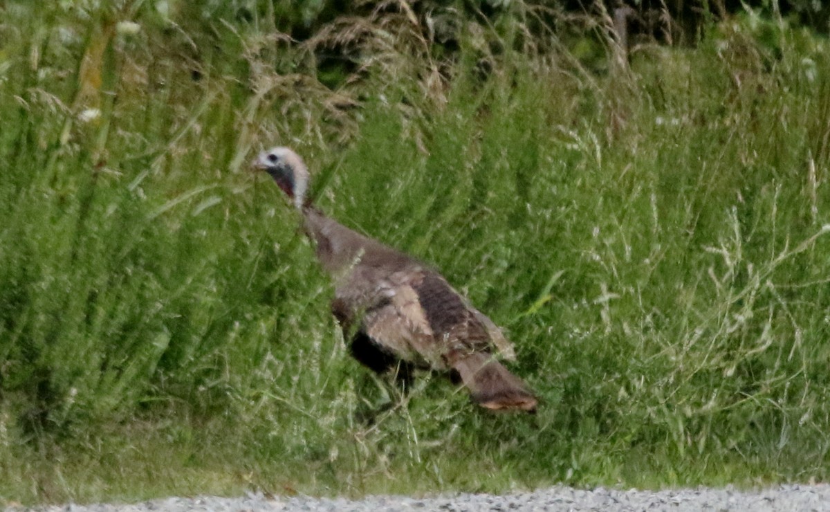Wild Turkey - Jeffrey Blalock